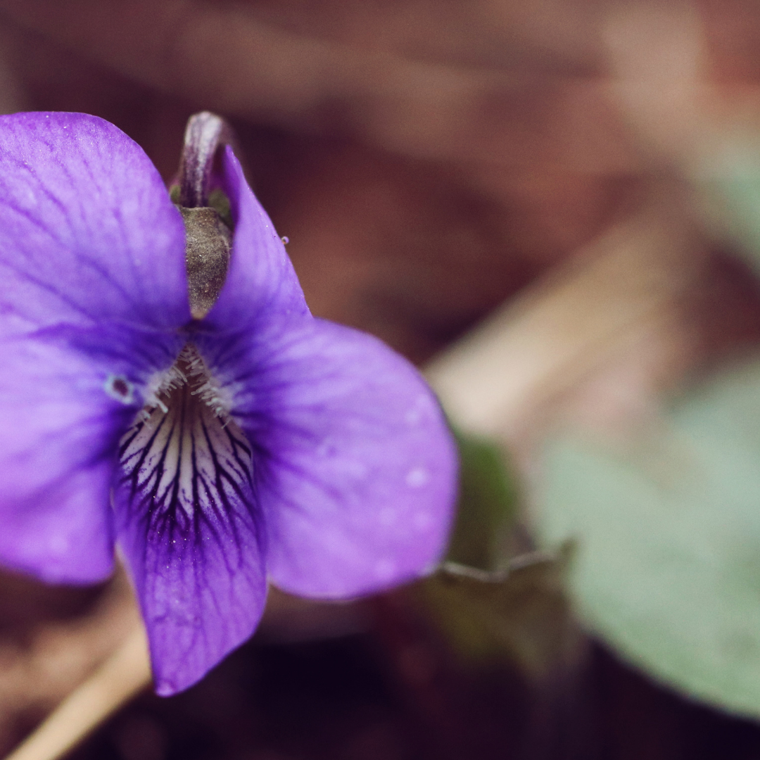 Violet Violet In The Wilde