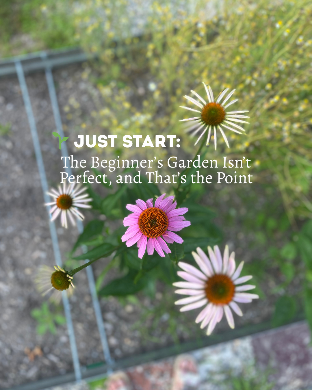 pink and white echinacea in a garden with chamomile in the background