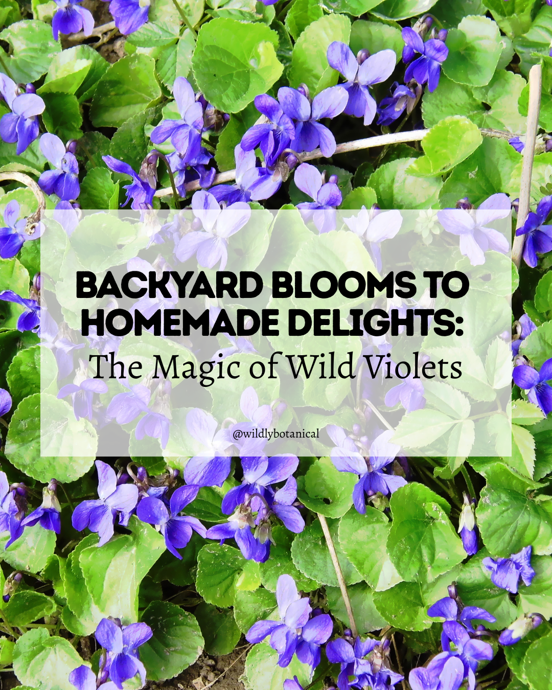 field of wild violets