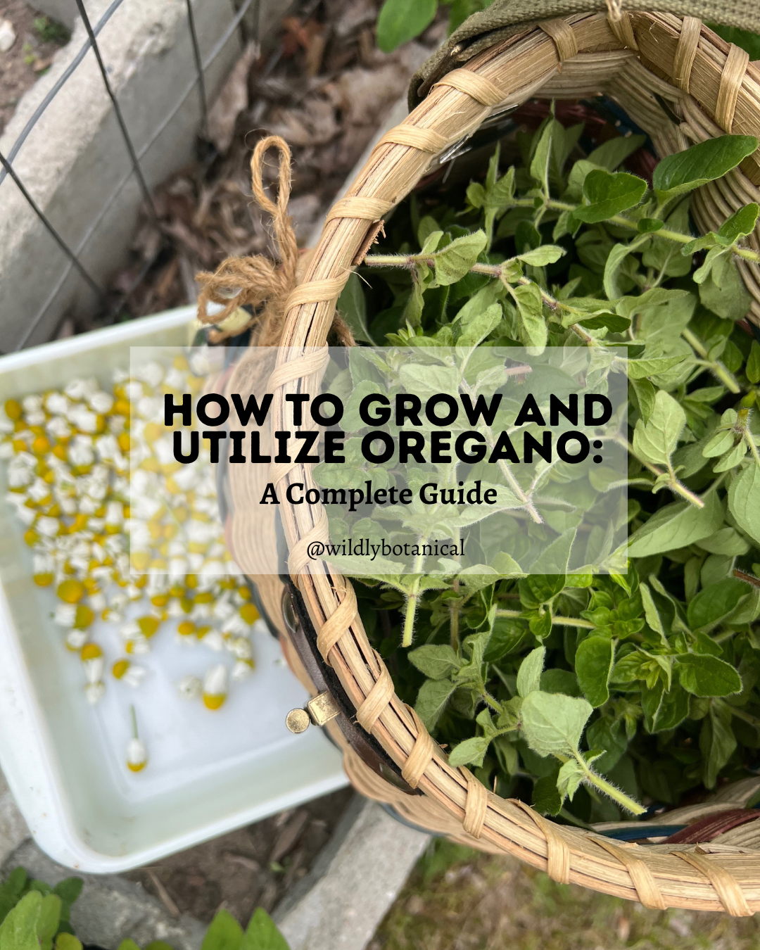 How to Grow and Utilize Oregano: A Complete Guide