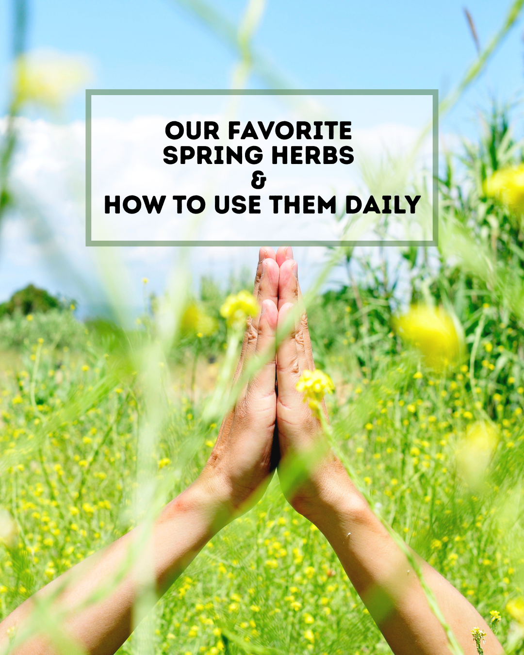 Our Favorite Spring Herbs & How to Use Them Daily