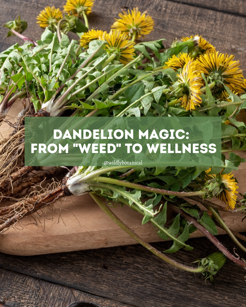 dandelion 