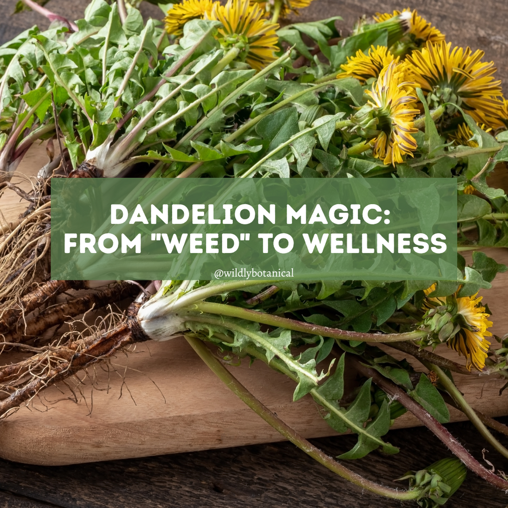 dandelion 