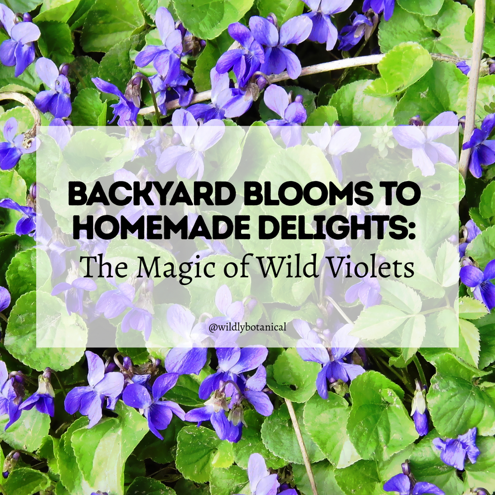 field of wild violets