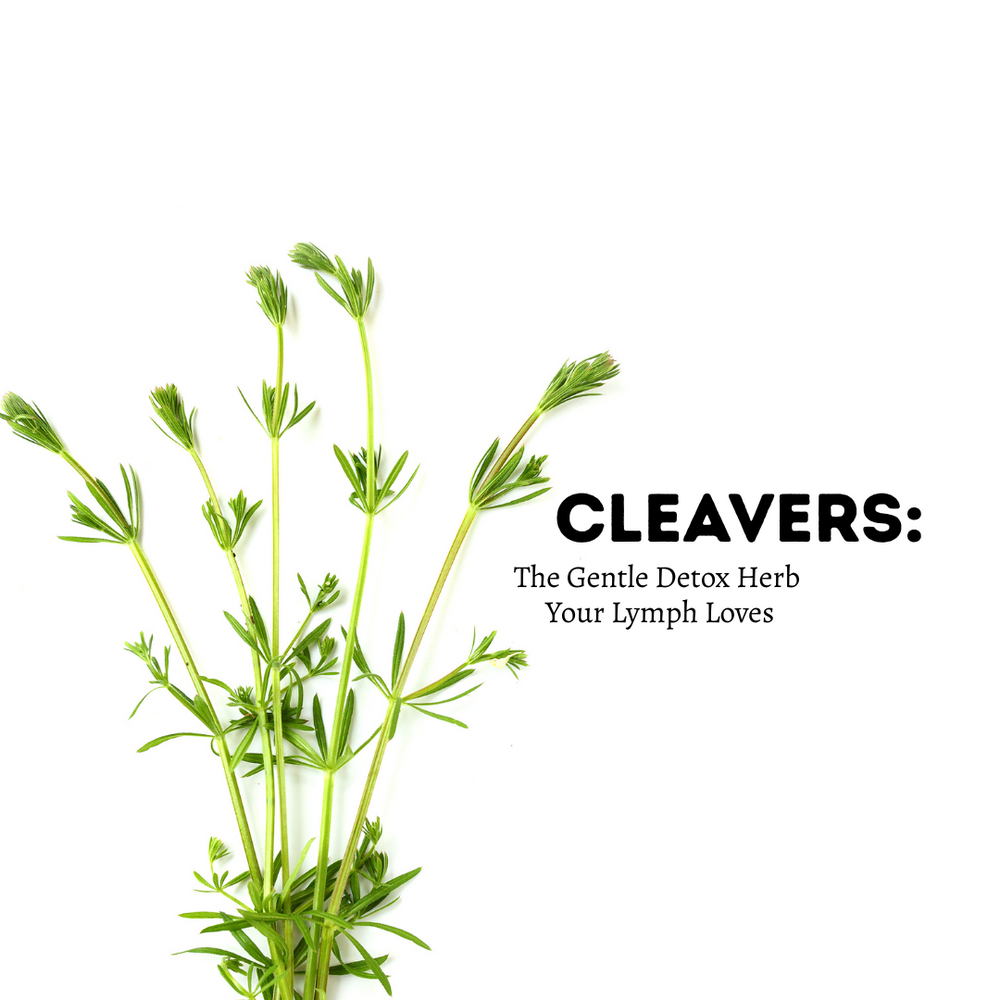Cleavers: The Gentle Detox Herb Your Lymph Loves